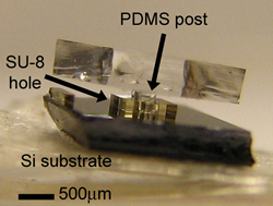 PDMS post assembled with SU-8 hole