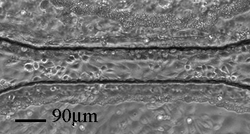 Microchannel after cell plating